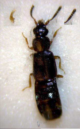 Réf. 268 931 : Dropephylla vilis